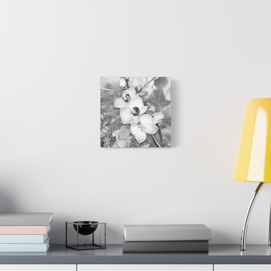 black and white canvas featuring close up of orchids, square, size: 10''x10''
