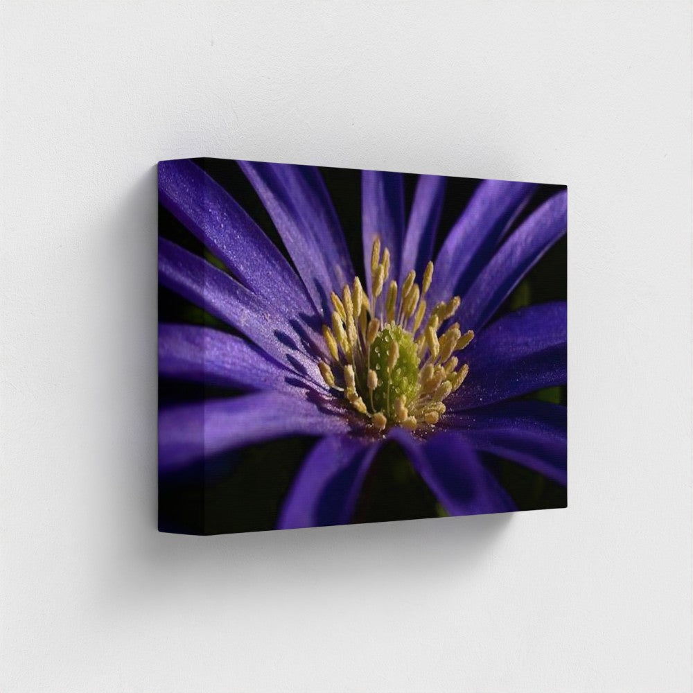 side view of canvas print made with recycled materials and vegan inks featuring close up of purple anemone, size: 12''x8'