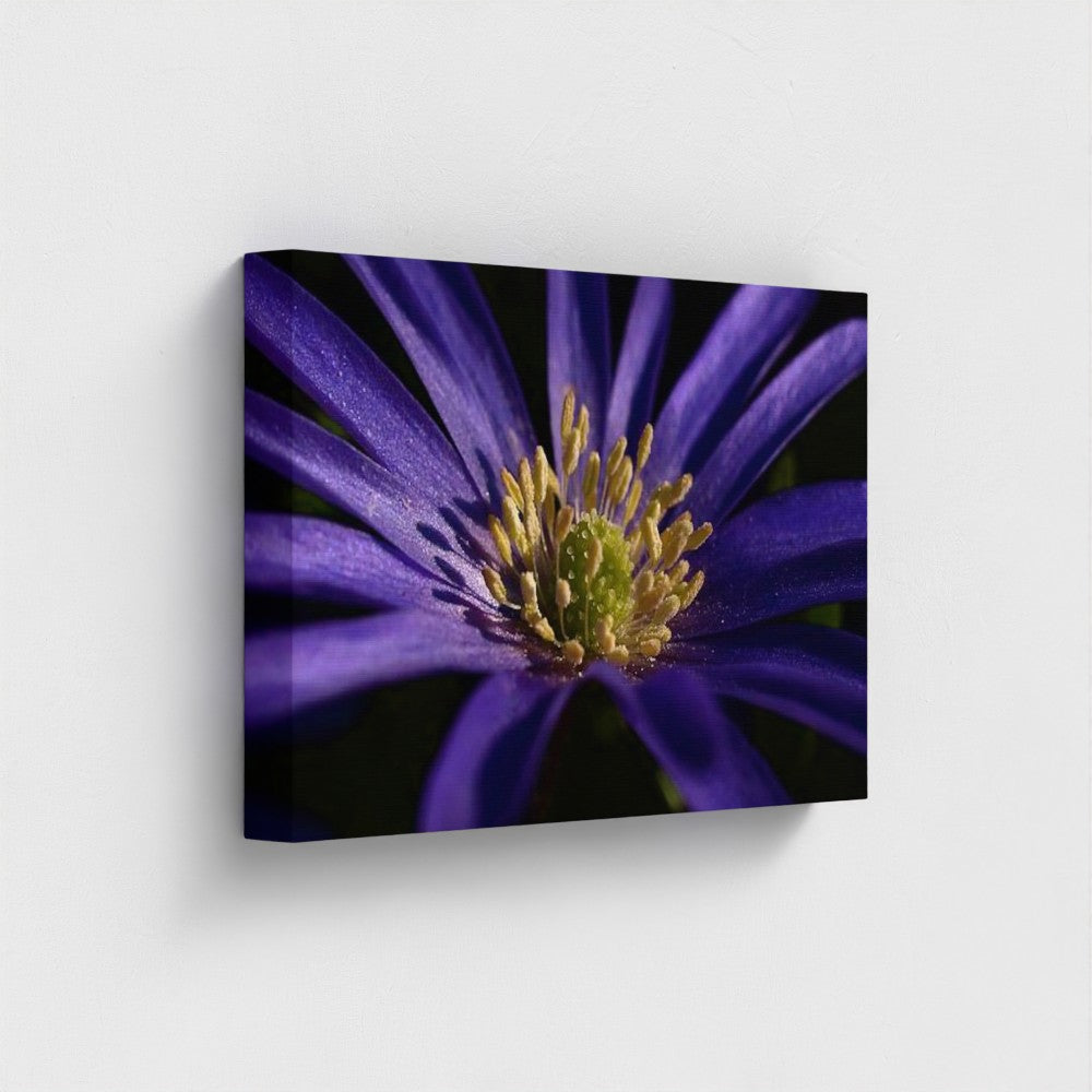 side view of canvas print made with recycled materials and vegan inks featuring close up of purple anemone, size: 18''x12''
