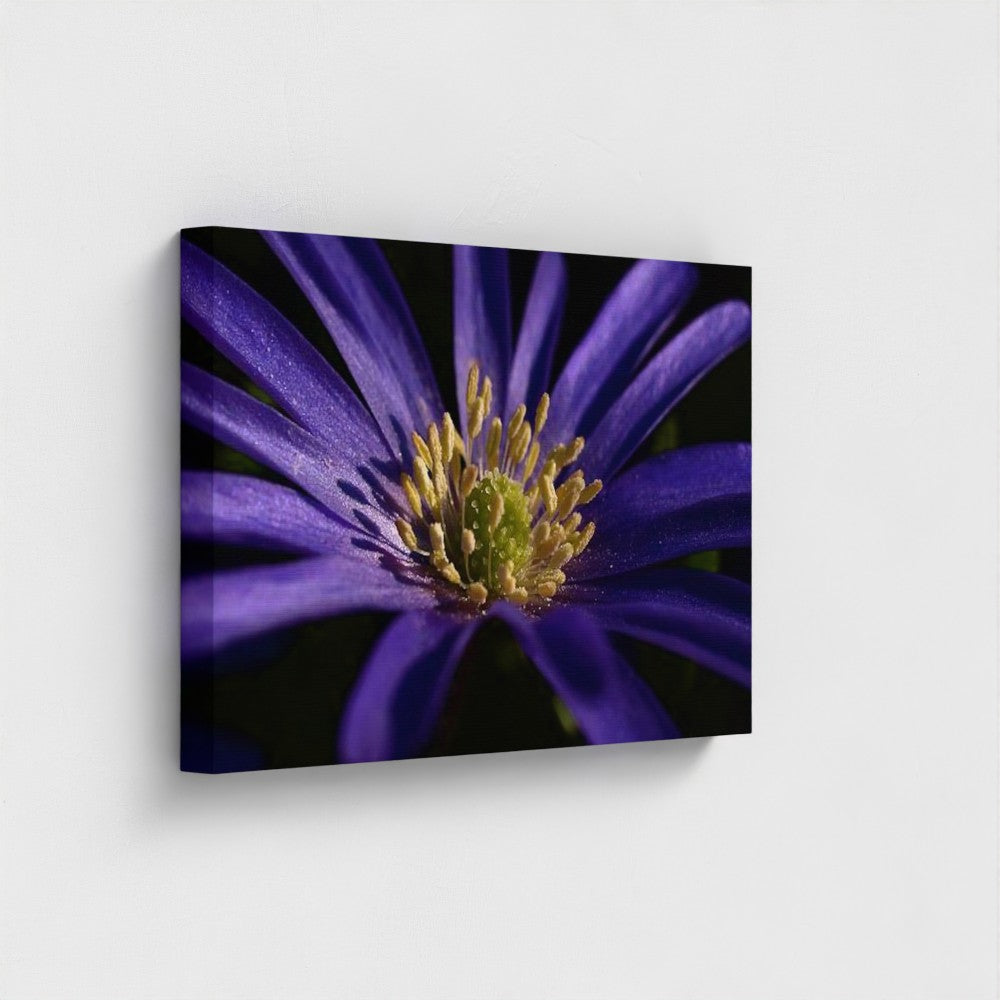 side view of canvas print made with recycled materials and vegan inks featuring close up of purple anemone, size: 24''x16''