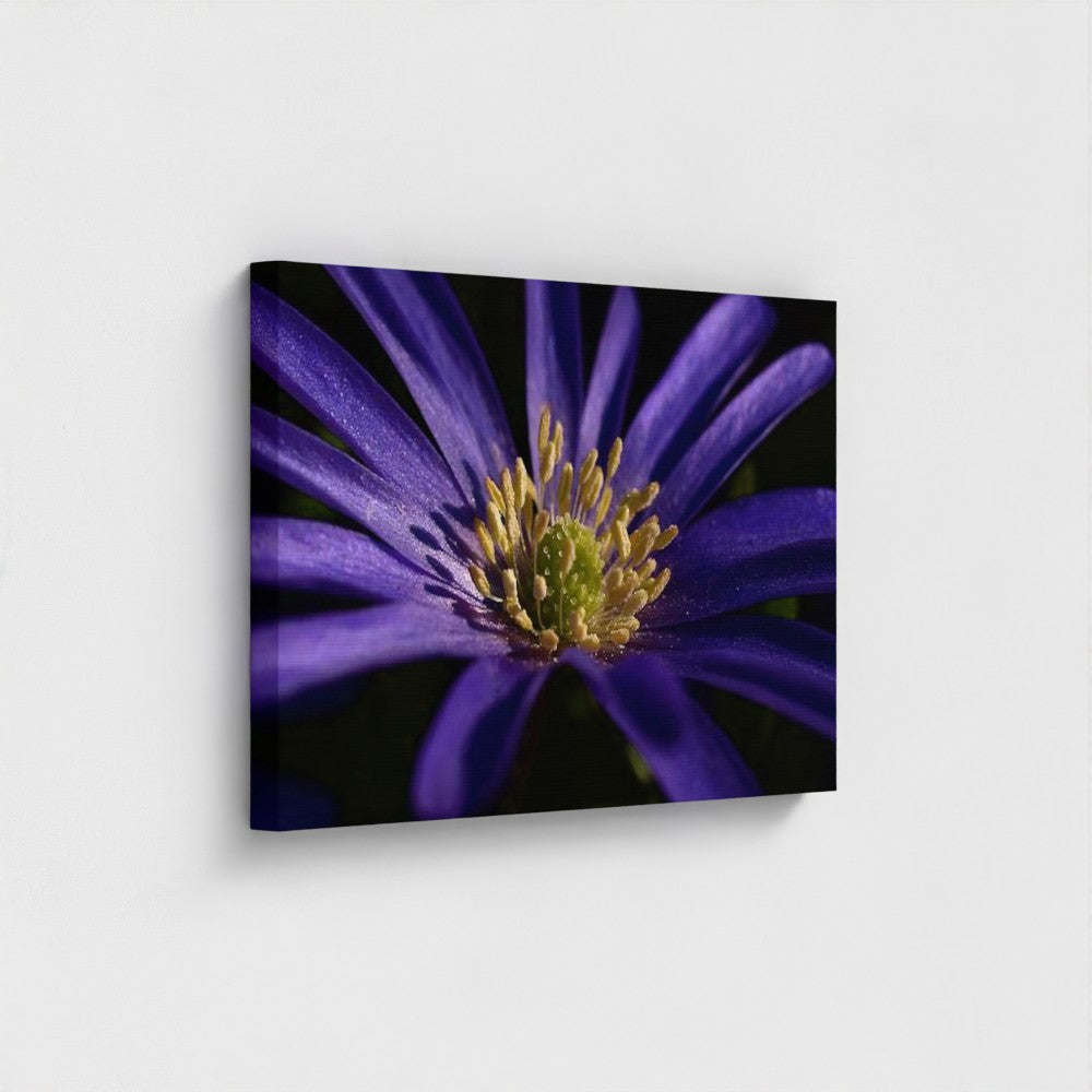 side view of canvas print made with recycled materials and vegan inks featuring close up of purple anemone, size: 30''x20''