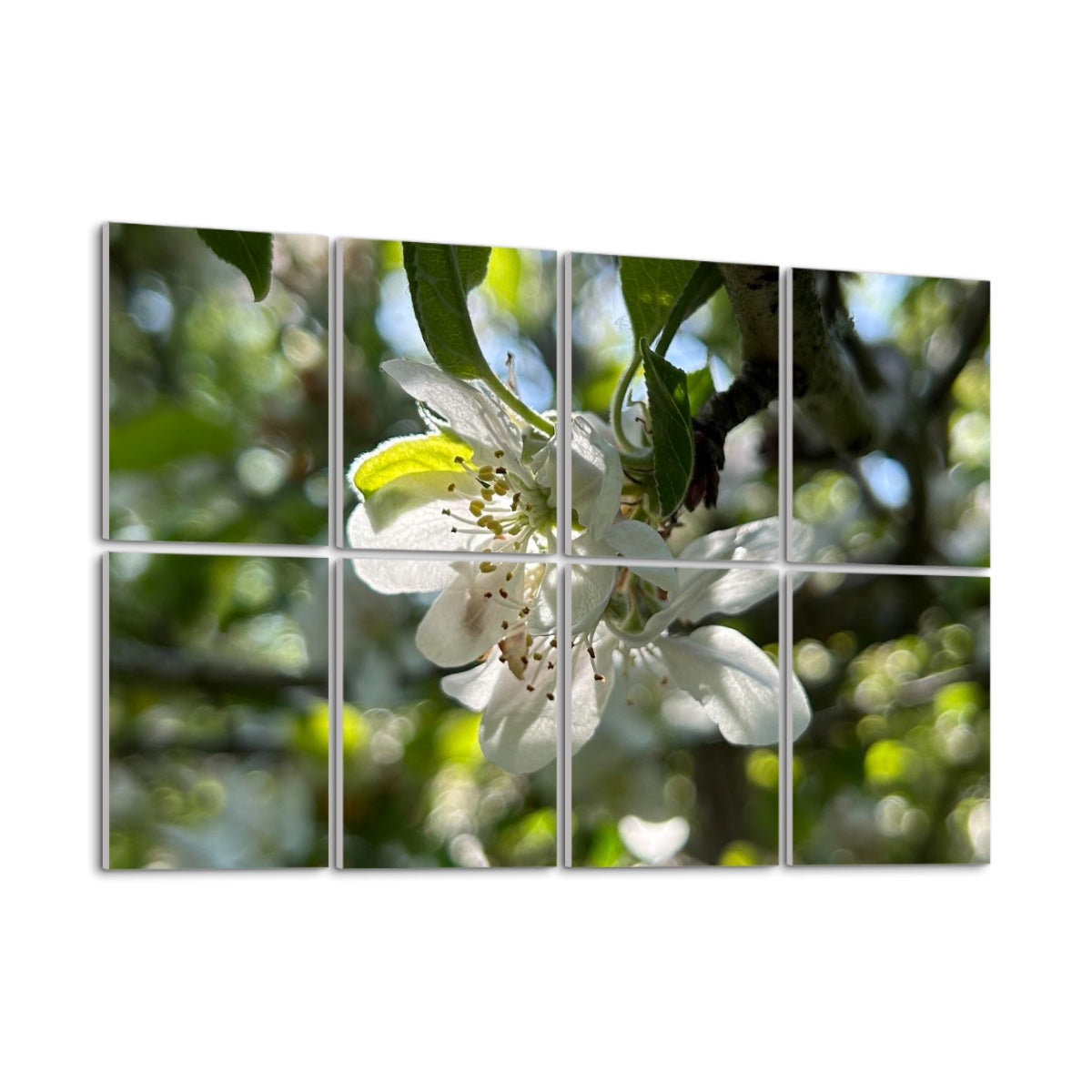 Angled left view of full color floral acoustic wall panels showing a glowing white blossom in filtered sun across 8 decorative panels.