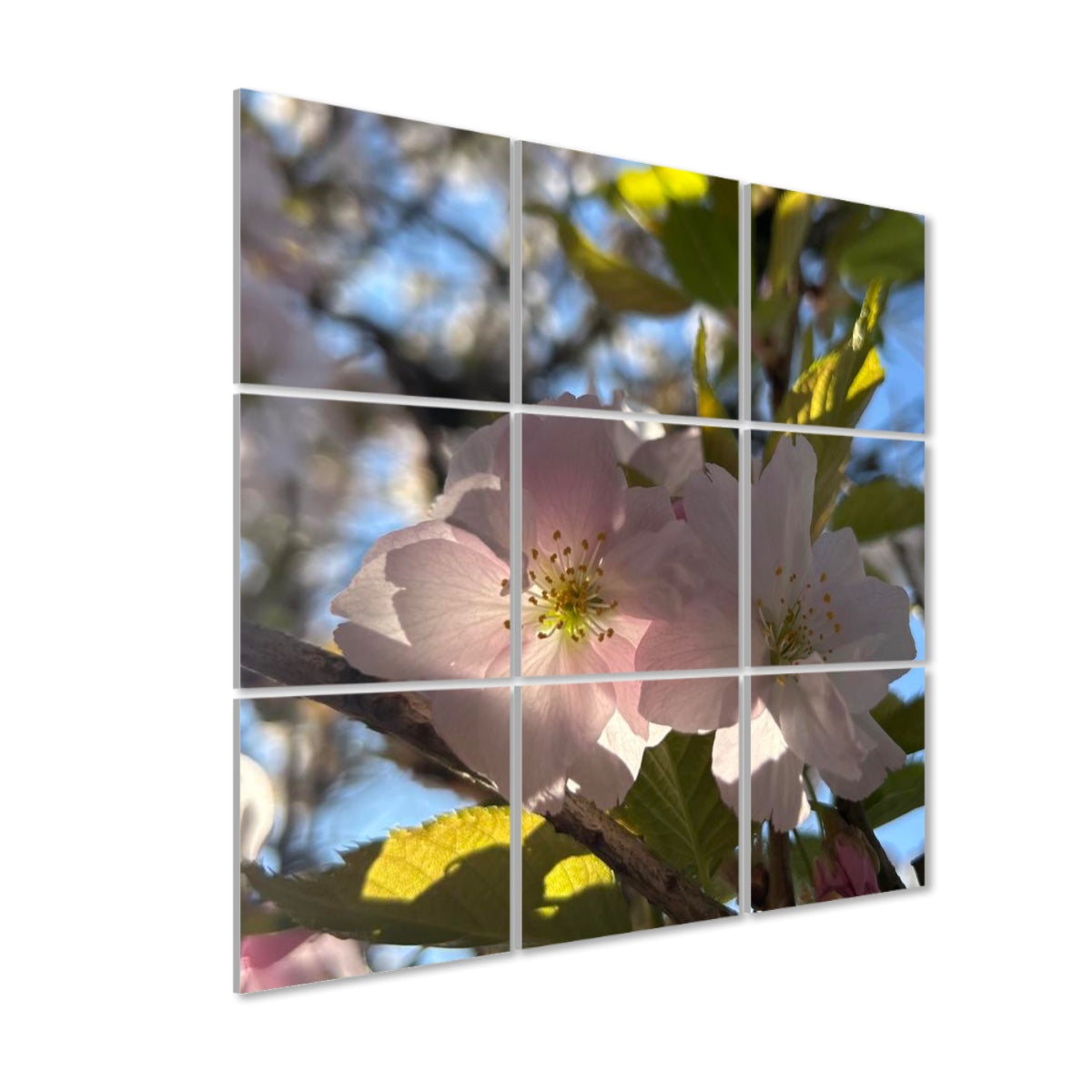 Left side view of 9 acoustic wall panels featuring sunlit pink blossoms and spring foliage under a bright sky.
