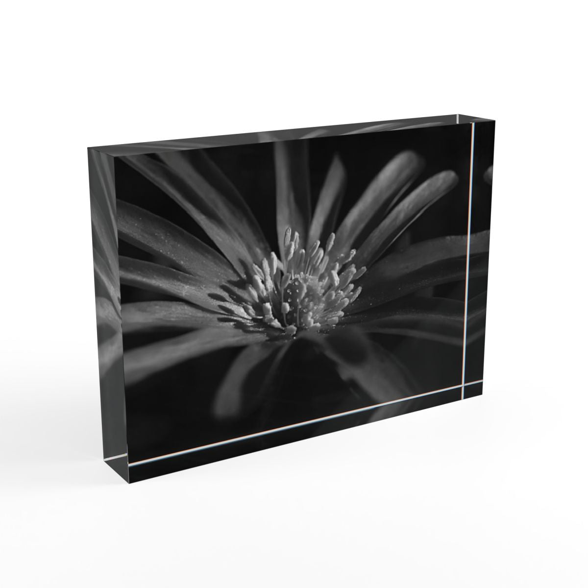 Grayscale version of a Purple Anemone floral photo block, printed in monochrome on acrylic with sharp tones and a soft, artistic finish.