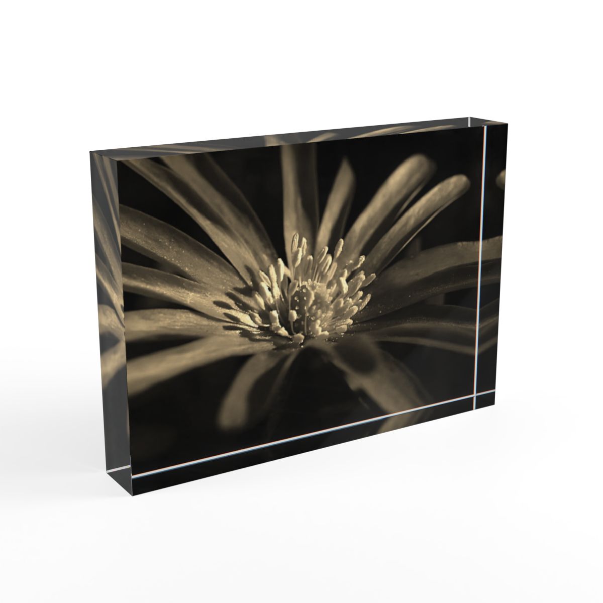 Sepia-toned Purple Anemone acrylic photo block featuring warm, vintage tones on thick, freestanding acrylic for a timeless floral look.