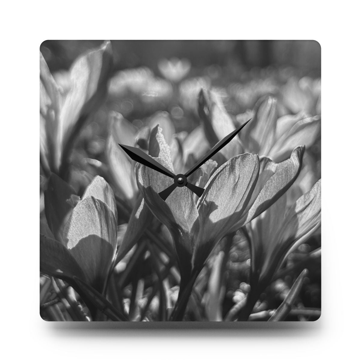 black and white acrylic wall clock featuring crocus
