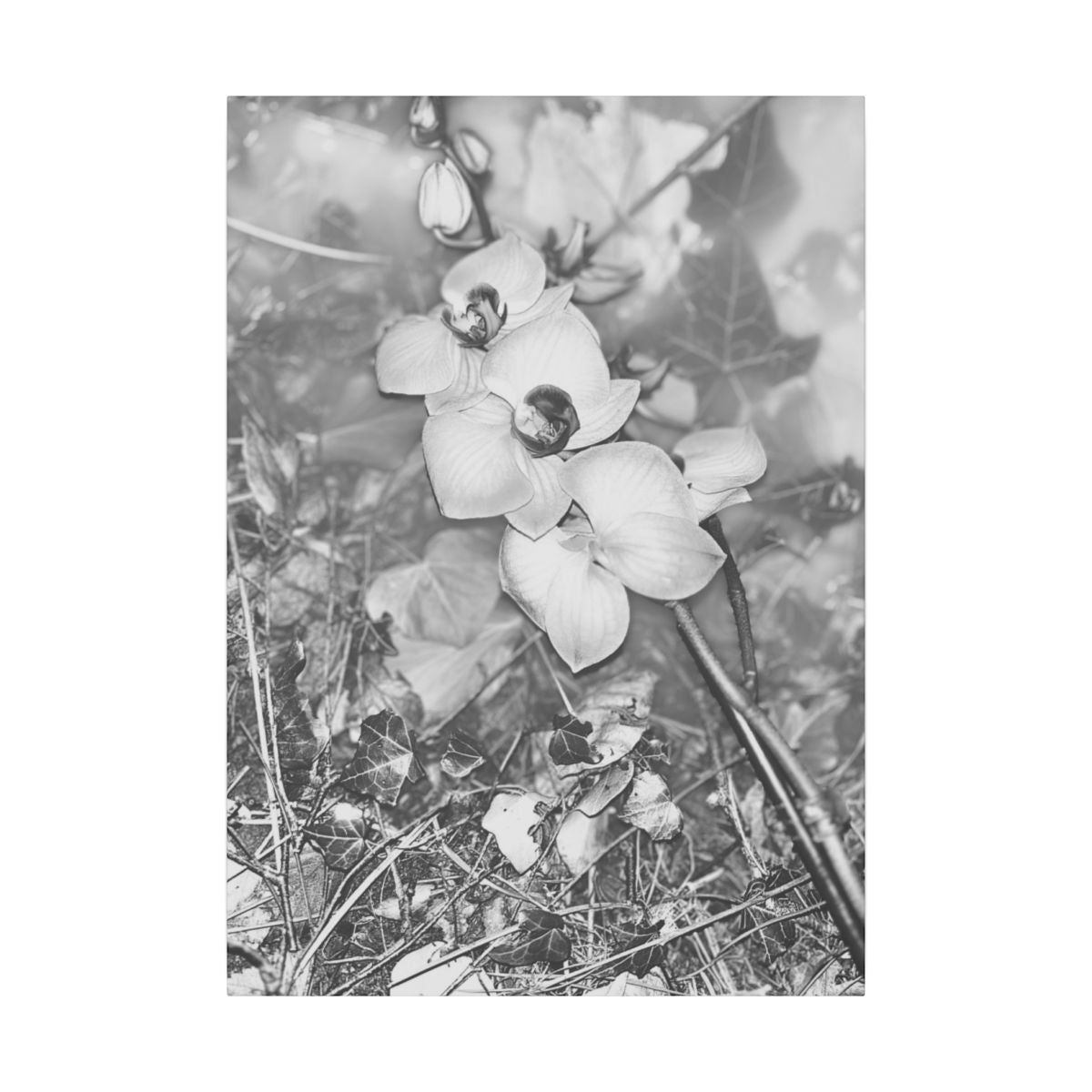 giclée canvas print featuring black and white orchids size: 22.7''x39.4''