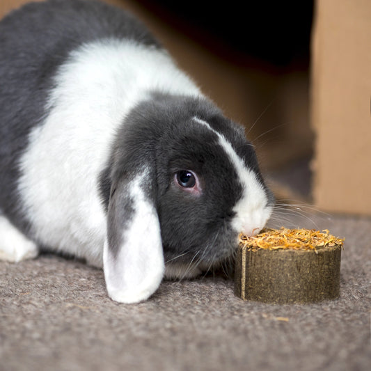 Botanical Topped Cookies for Rabbits Hamsters and Small Animals 4 pack