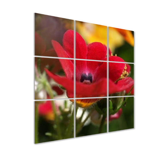 Close-up of vivid red Nemesia flower in bloom, set against a lush green and orange floral background in full color.