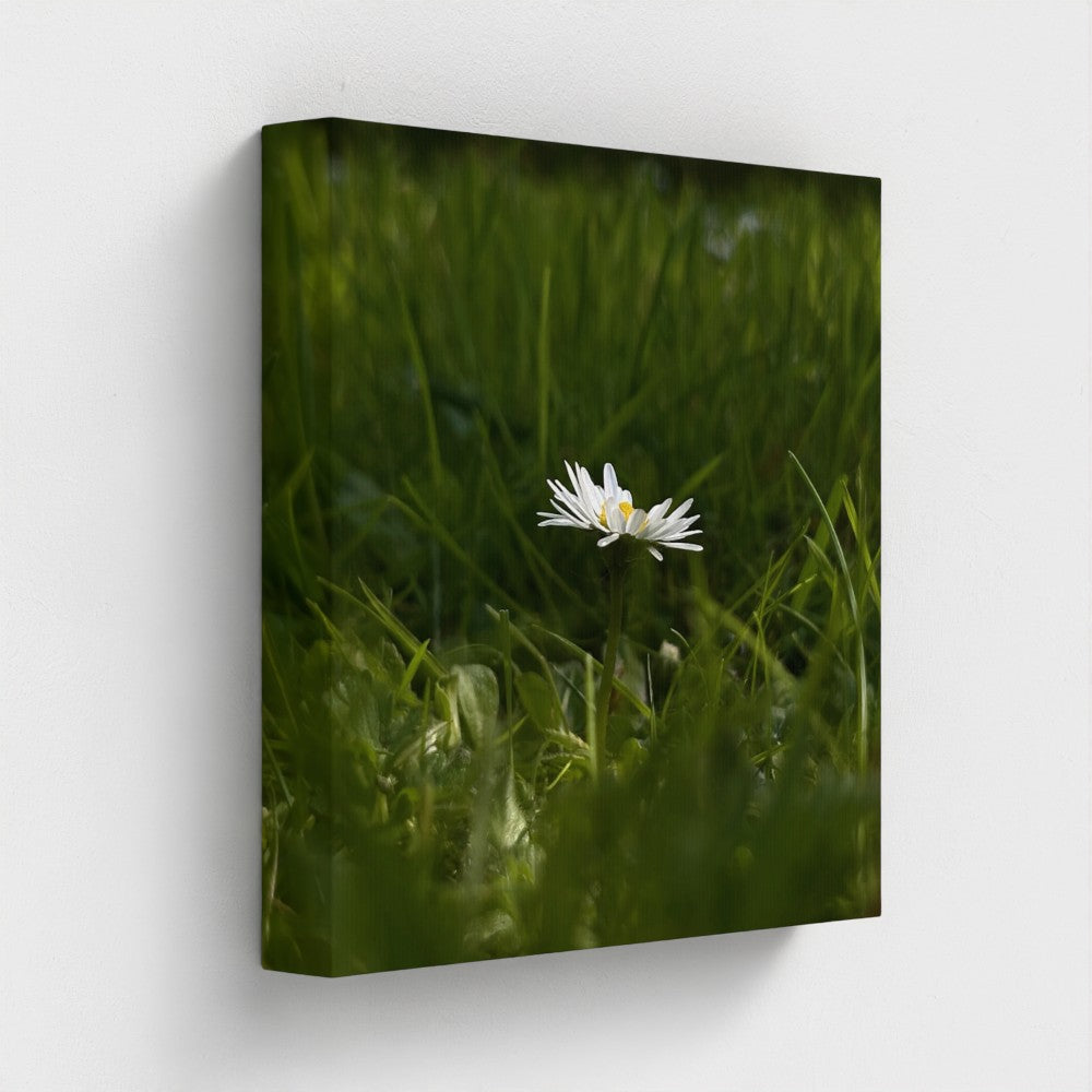 Eco-Friendly Floral Canvas featuring single white daisy in green grass by Papi's Canvas