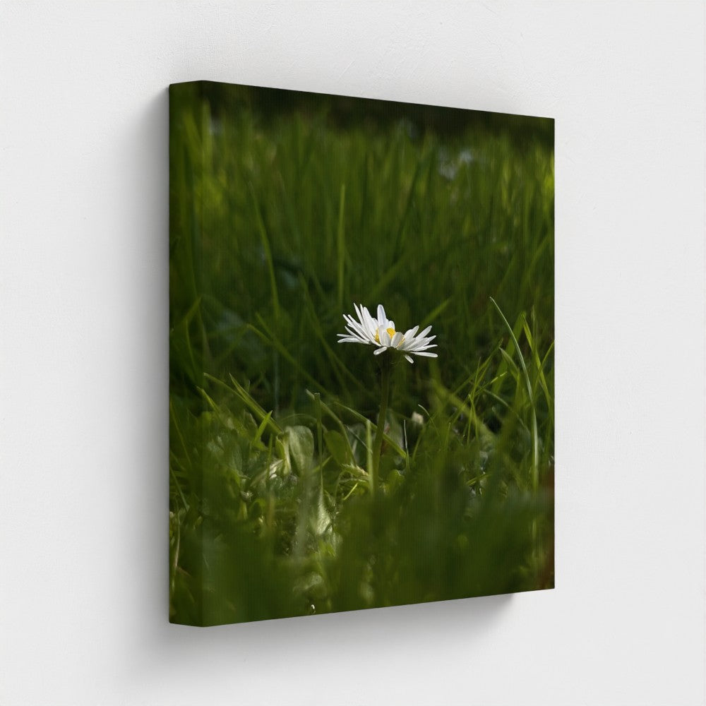 Eco-Friendly Floral Canvas featuring a single white daisy and green grass by Papi's Canvas