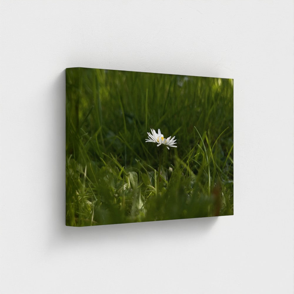 Papi's Canvas Eco-Friendly Floral Canvas featuring a single white daisy in green grass