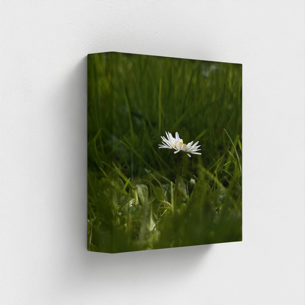 Papi's Canvas Eco-Friendly Floral Canvas featuring a single white daisy in green grass background