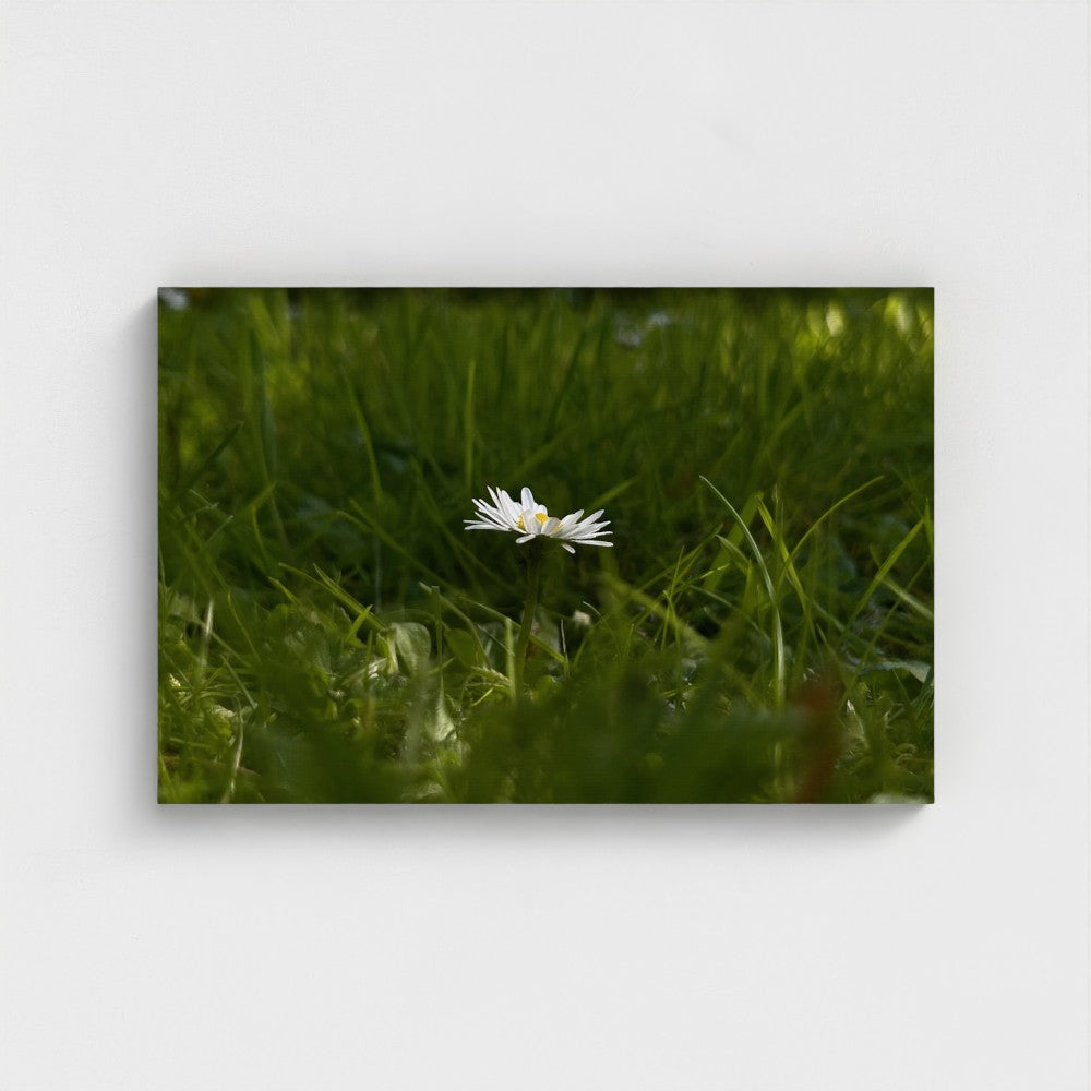 Eco-Friendly Floral Canvas featuring a single white daisy in green grass by Papi's Canvas