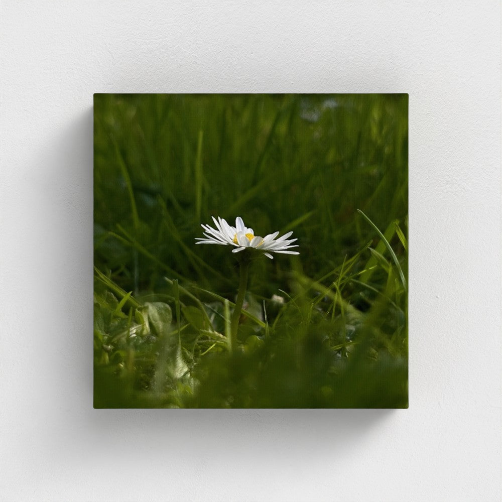 Papi's Canvas Eco-Friendly Floral Canvas featuring a close-up of a white daisy in green grass