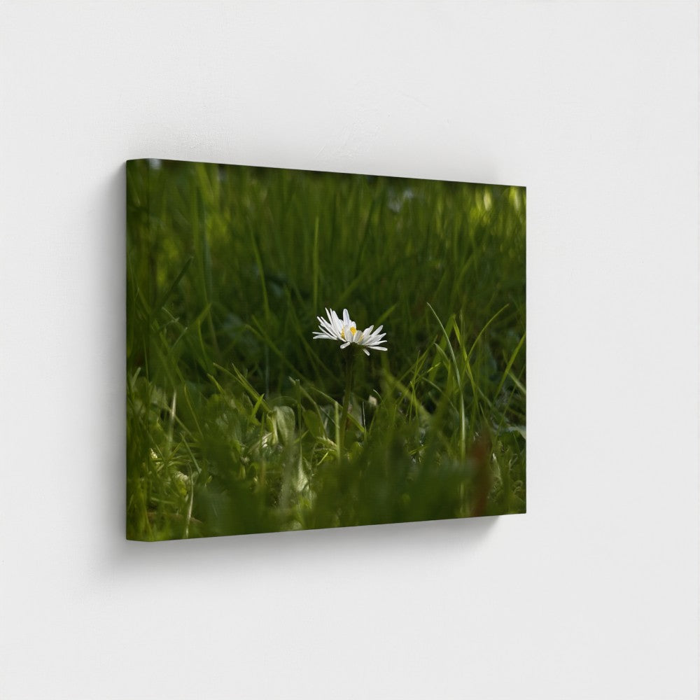 Papi's Canvas Eco-Friendly Floral Canvas featuring a single white flower in green grass background