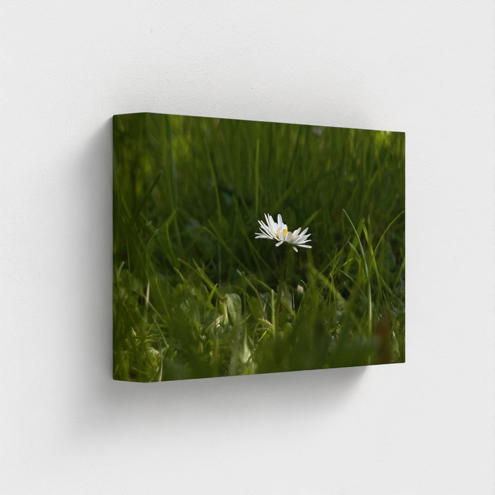 Eco-Friendly Floral Canvas by Papi's Canvas featuring a single white daisy in green grass