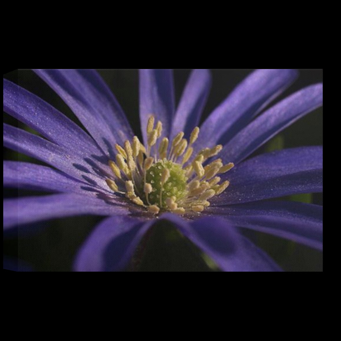 Eco-friendly canvas print showing a bright purple anemone flower with yellow center on a dark background