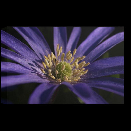 Eco-friendly canvas print showing a bright purple anemone flower with yellow center on a dark background