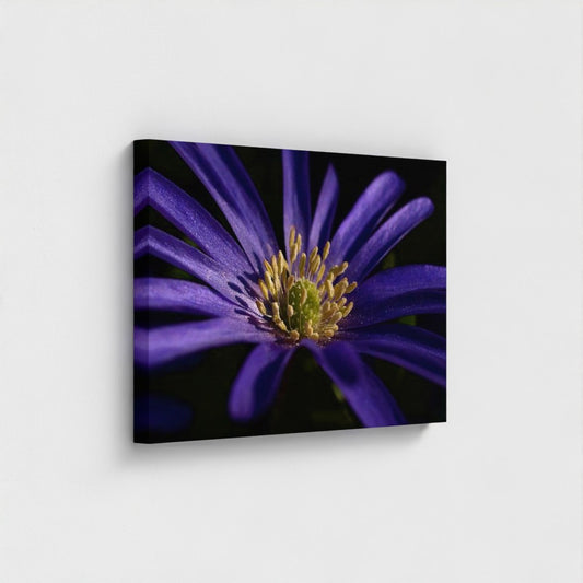 Eco-friendly canvas print showing close-up of purple anemone flower with bright yellow center on a black background