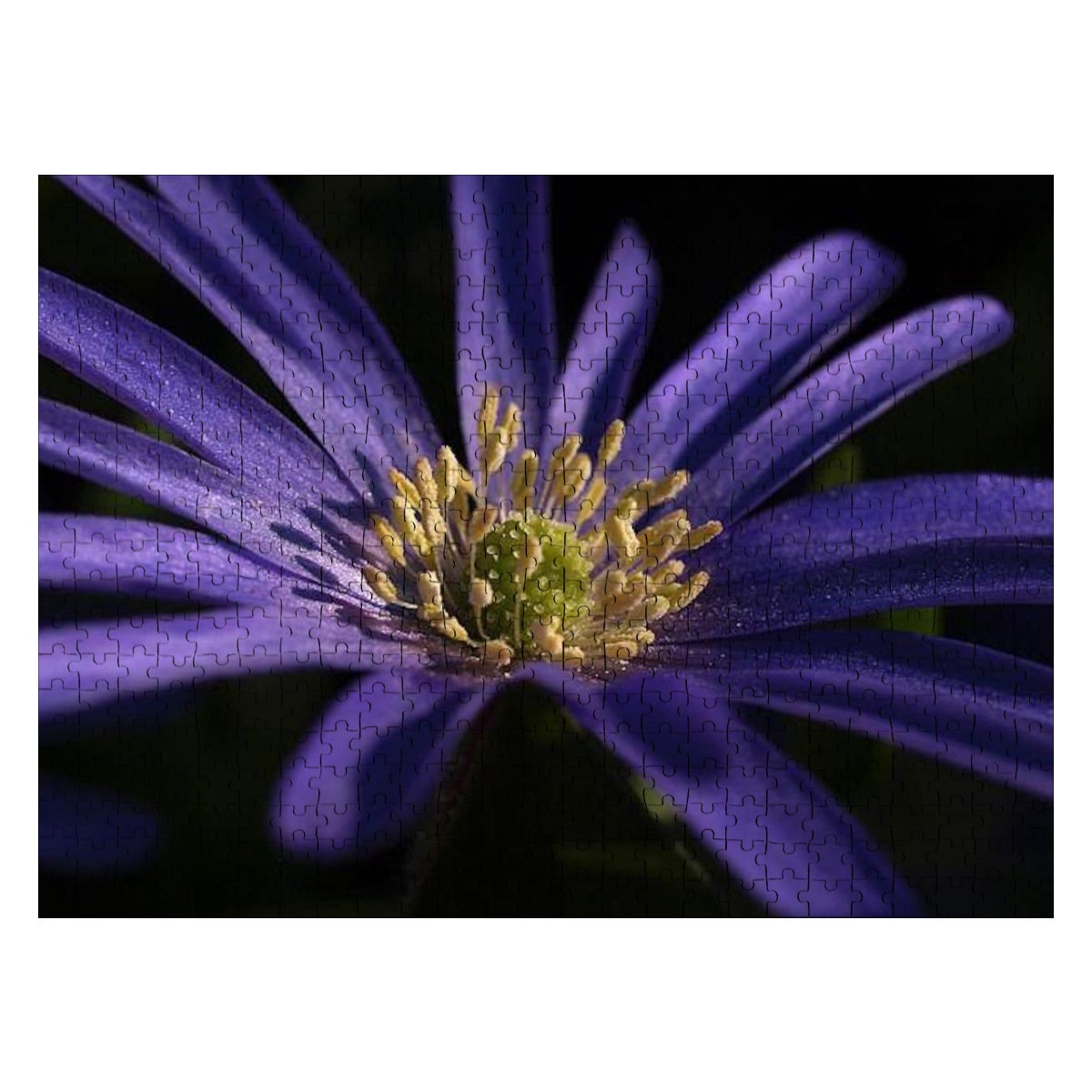 500-piece wooden jigsaw puzzle with close-up image of a purple anemone in full color, size 20.5" x 15"