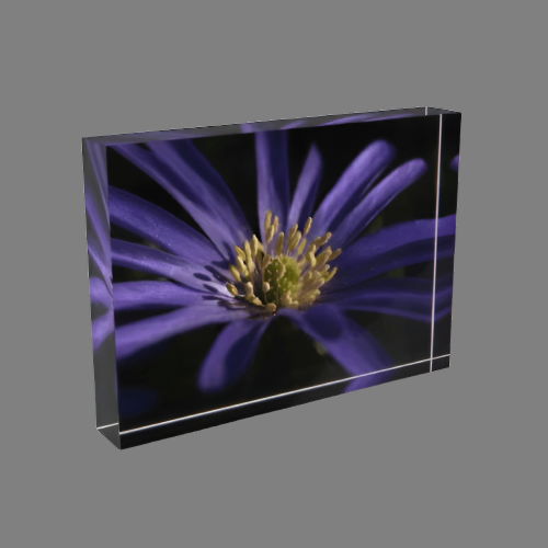 Acrylic photo block featuring a full color close-up of a Purple Anemone flower, printed in high definition on 7"x5"x1" crystal-clear acrylic.