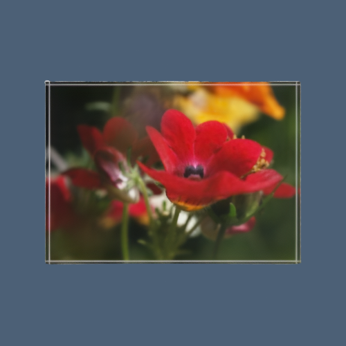 floral acrylic photo block size: 7''x5'' horizontal featuring close up photograph of red flower white green yellow background