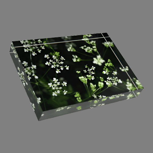 Acrylic Photo Block size 7''x5'' (horizontal) photograph of white little flowers with green and black background
