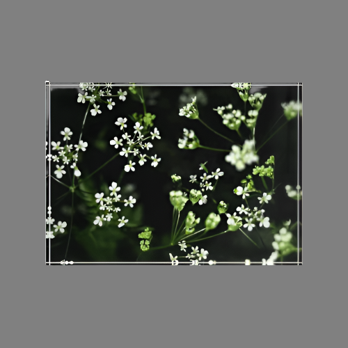 Acrylic Photo Block size 7''x5'' (horizontal) photograph of white little flowers with green and black background