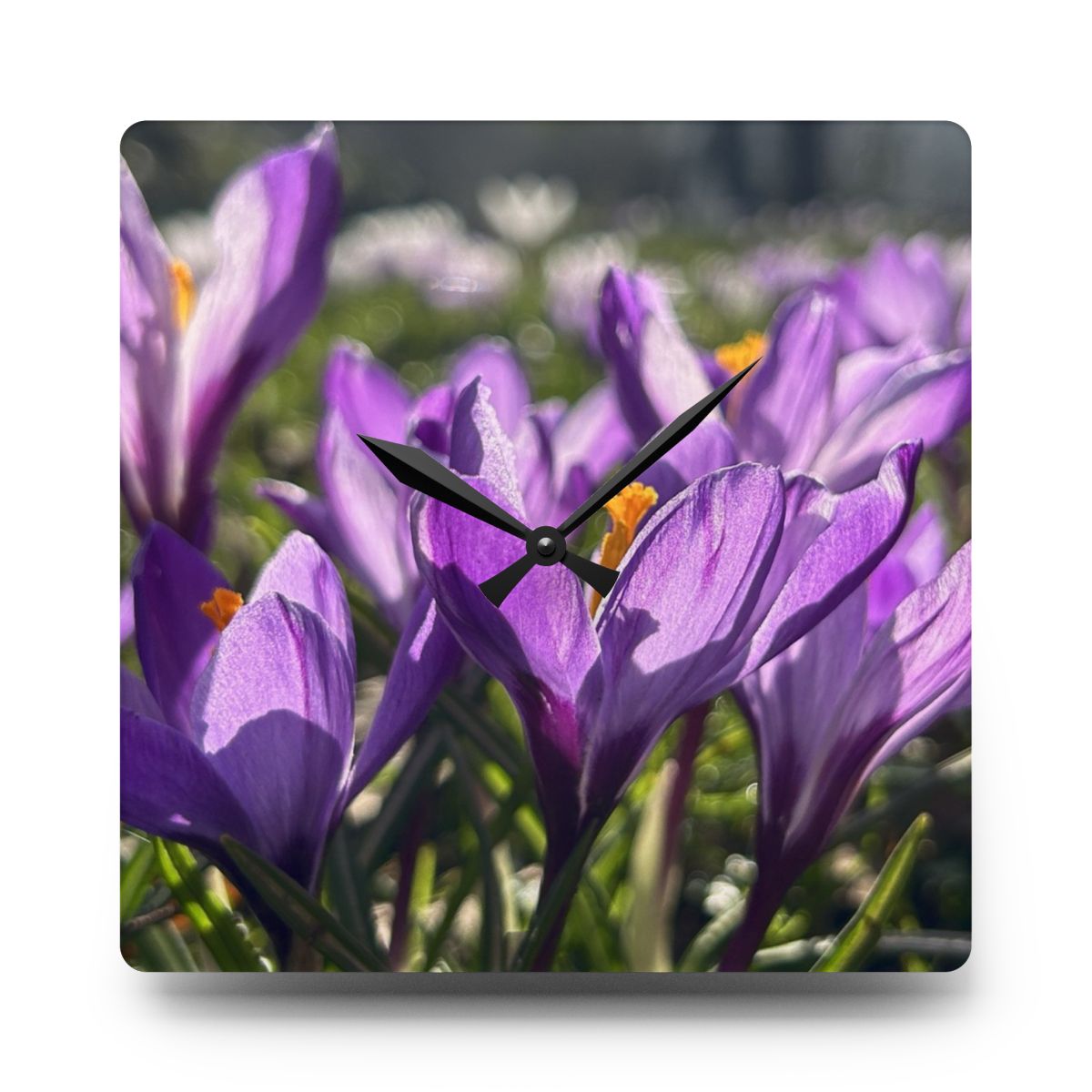 square floral acrylic wall clock featuring crocus