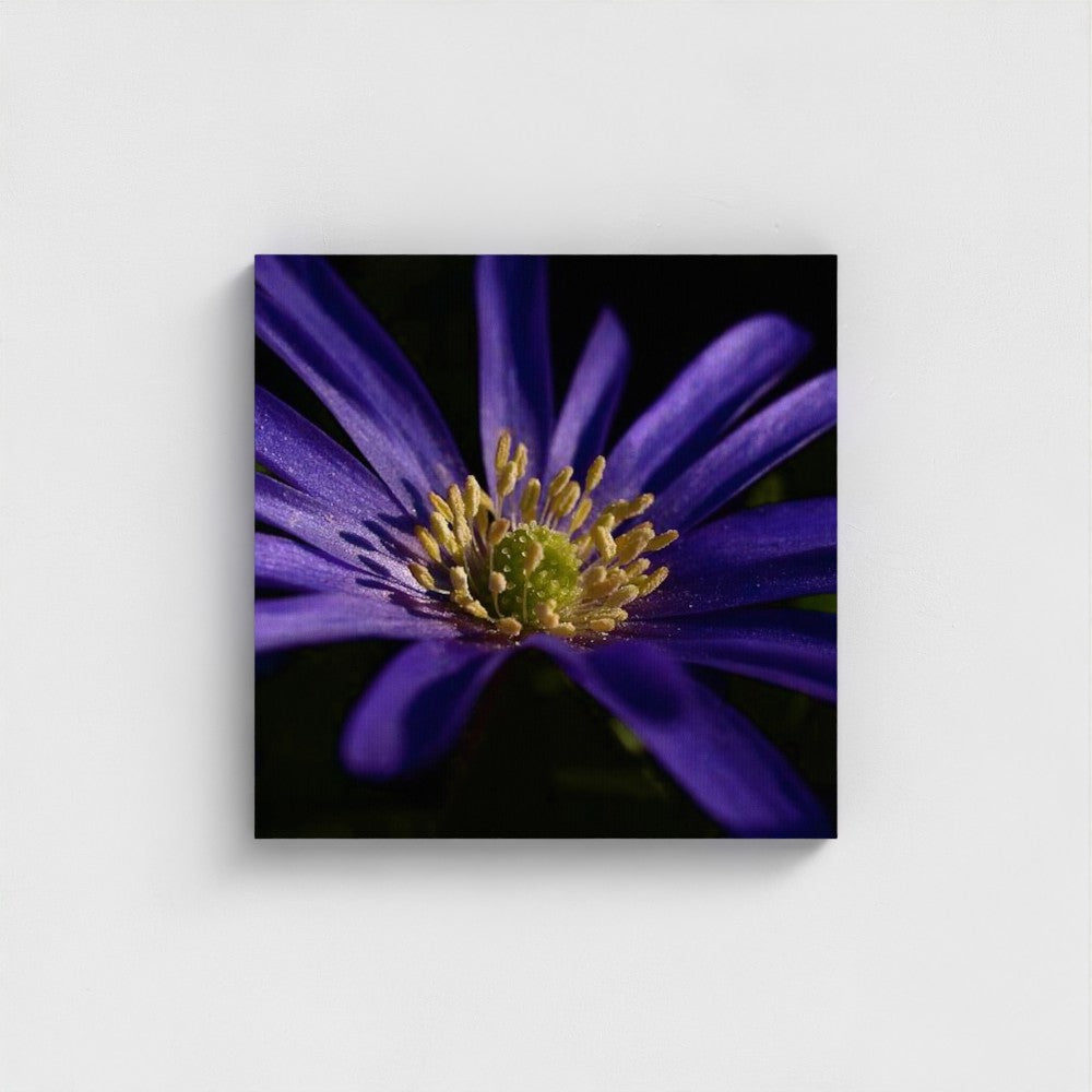 Square eco-friendly canvas print showing a vivid purple anemone flower in close-up with fine detail and dark background