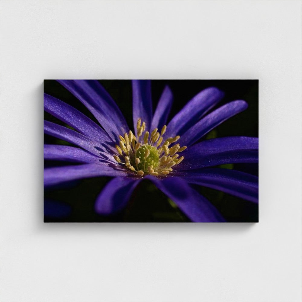 front view of eco-friendly canvas print showing close-up of purple anemone flower with bright yellow center on a black background