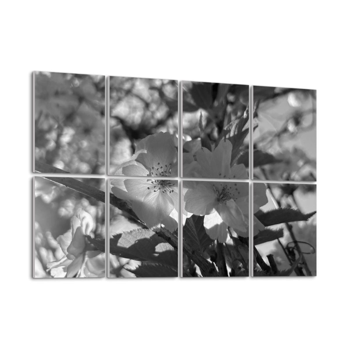 Grayscale version of soft pink blossoms with detailed petals and tonal balance, split between 8 sound absorbing wall panels.