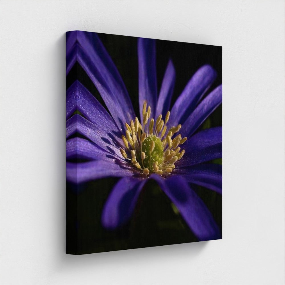 Side angle of square eco-friendly canvas featuring a detailed purple anemone flower with yellow center on a black background