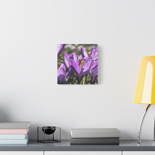 floral canvas print featuring close up of crocus, size: 10''10''