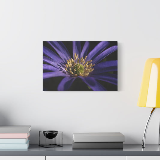 floral canvas print with purple anemone, size: 18''x12''