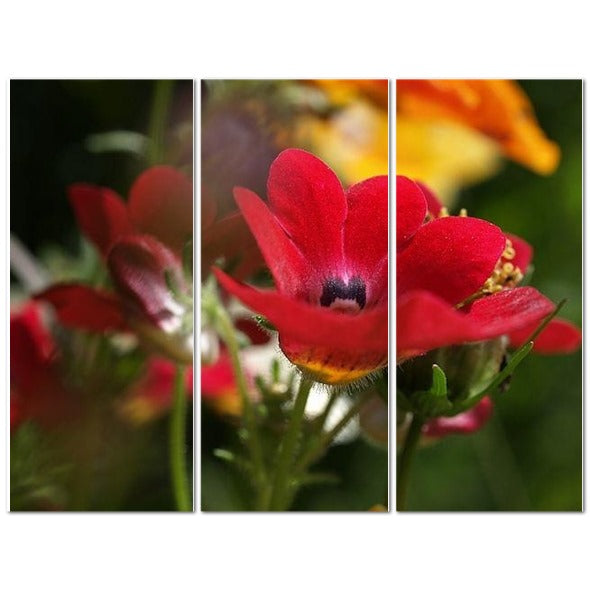 Made in UK Floral Triptych Canvas featuring Red Nemesia. Closeup of vivid red nemesia flowers on a three panel canvas