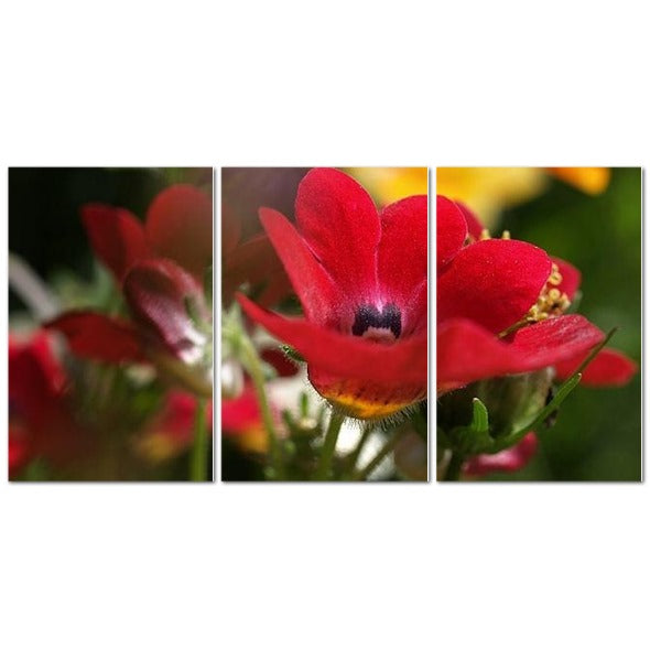 Made in UK Floral Triptych Canvas featuring Red Nemesia. Papis Canvas close up red nemesia flower detail across three panels