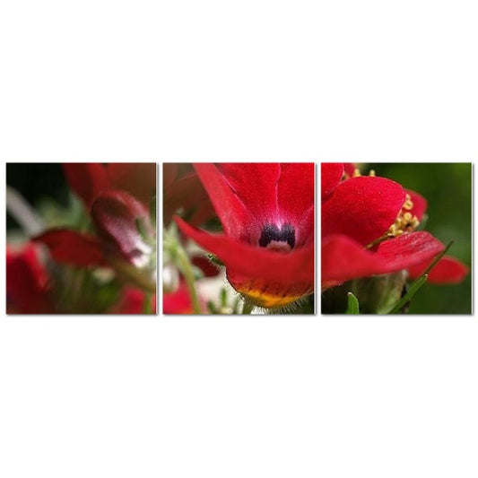 Made in UK Floral Triptych Canvas featuring Red Nemesia. Close up red nemesia bloom across three rectangular wall panels