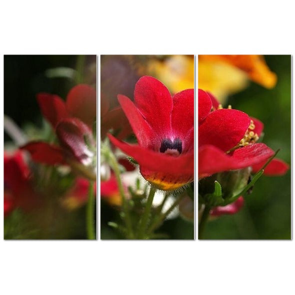 Made in UK Floral Triptych Canvas featuring Red Nemesia. Three panel close up of vibrant red nemesia on green background