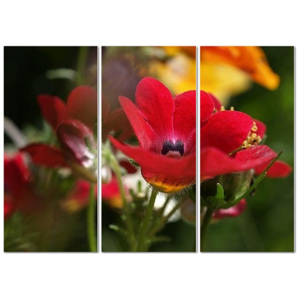 Made in UK Floral Triptych Canvas featuring Red Nemesia. Three panel closeup of vibrant red nemesia flowers on green