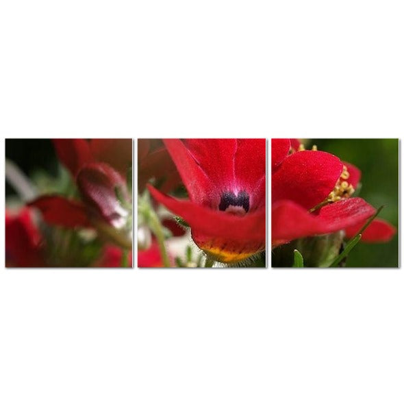 Made in UK Floral Triptych Canvas featuring Red Nemesia. Three panel close up of a red nemesia flower wall art