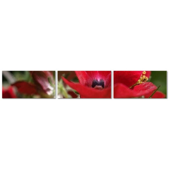 Made in UK Floral Triptych Canvas featuring Red Nemesia. Papis Canvas three panel closeup red nemesia wall art