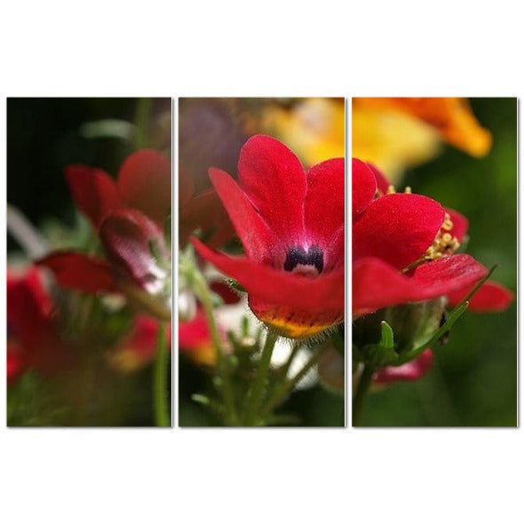 Made in UK Floral Triptych Canvas featuring Red Nemesia. Papi's Canvas closeup three panel red nemesia wall art
