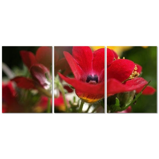 Made in UK Floral Triptych Canvas featuring Red Nemesia. Close up macro red nemesia triptych wall art with vivid detail