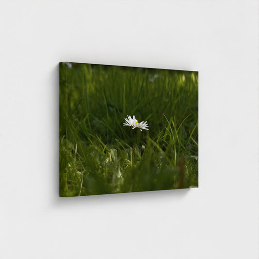 Papi's Canvas Eco-Friendly Floral Canvas featuring a single white daisy in green grass close-up