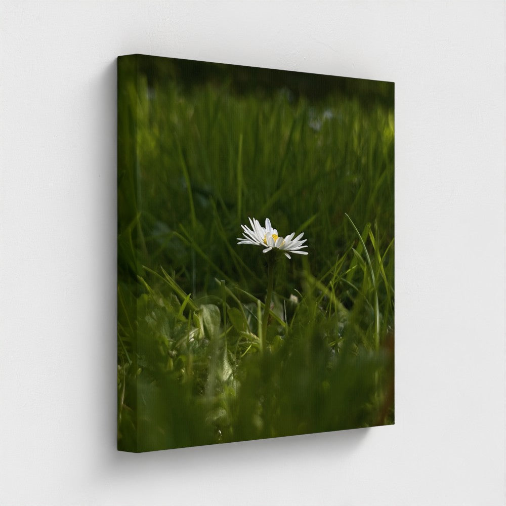 Eco-Friendly Floral Canvas featuring a white daisy in green grass by Papi's Canvas