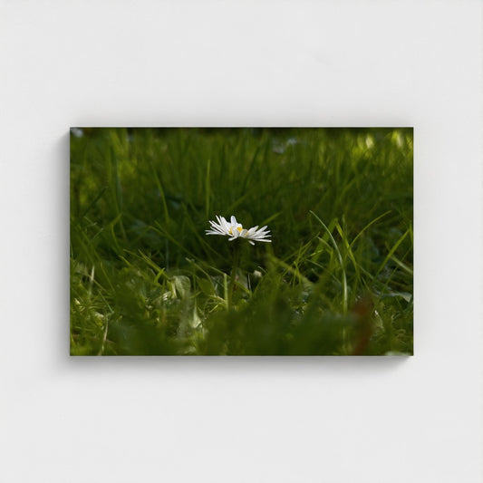 Eco-Friendly Floral Canvas featuring a single white daisy in green grass by Papi's Canvas