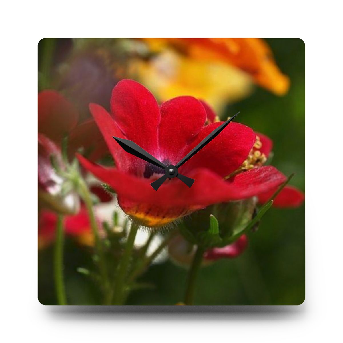 floral acrylic wall clock featuring close up of red flower