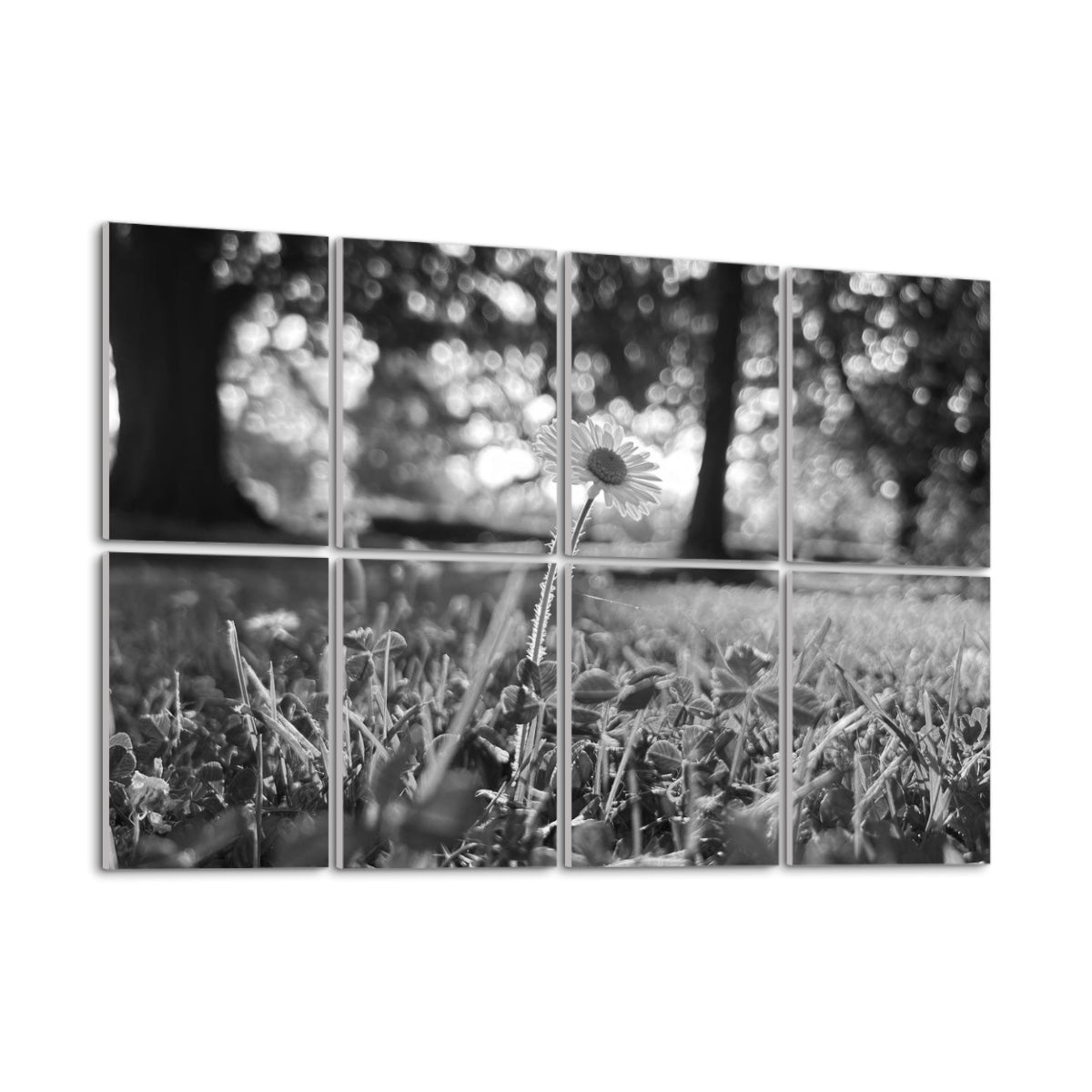 Grayscale version of a daisy rising through softly lit grass, with background trees blurred in gentle tones, arranged across 8 sound absorbing wall panels.
